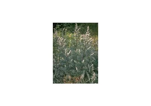 pharmasi-11467530
